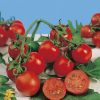 tomato red cherry (determinate) seeds production