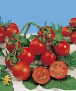 tomato red cherry (determinate) seeds production