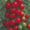 tomato red cherry (indeterminate) seeds production