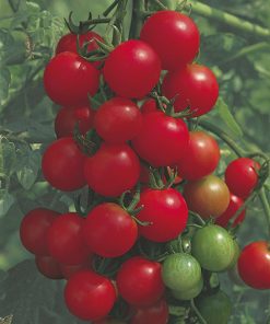 tomato red cherry (indeterminate) seeds production