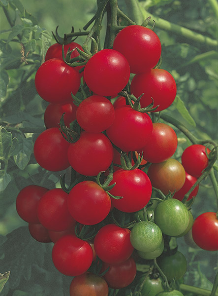 tomato red cherry (indeterminate) seeds production