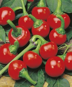 pepper red cherry seeds production