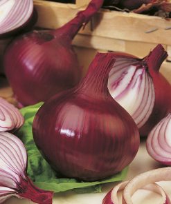 produzione semi cipolla a tunica rossa red creole
