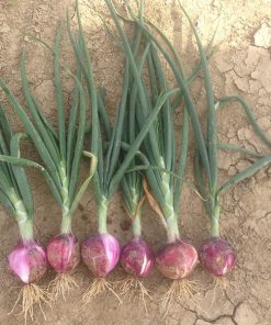 produzione semi cipolla a tunica rossa red grano
