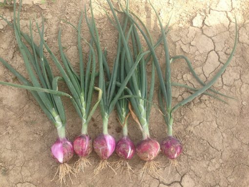 onion red red grano seeds production
