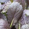 oriental brassicas
assortment red mustard seeds production
