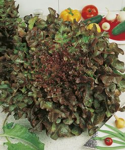 produzione semi lattuga red salad bowl