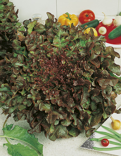 lettuce red salad bowl seeds production