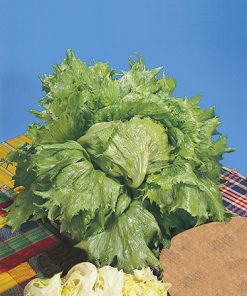 produzione semi lattuga regina dei ghiacci