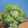 lettuce regina dei ghiacci seeds production