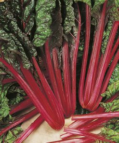 swiss chard rhubarb chard seeds production