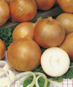 produzione semi cipolla a tunica gialla rijnsburger 5