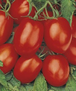 tomato rio grande seeds production