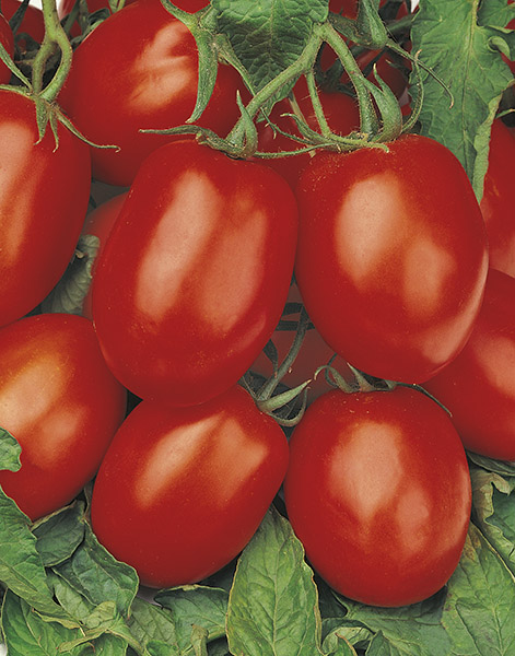 tomato rio grande seeds production
