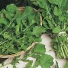 cultivated rocket rocket coltivata seeds production