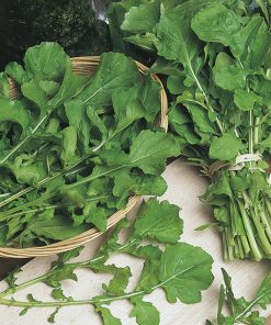 cultivated rocket rocket coltivata seeds production