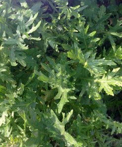 cultivated rocket rocket wilco seeds production