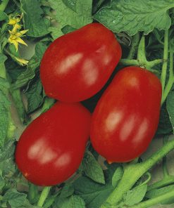 tomato roma vf seeds production