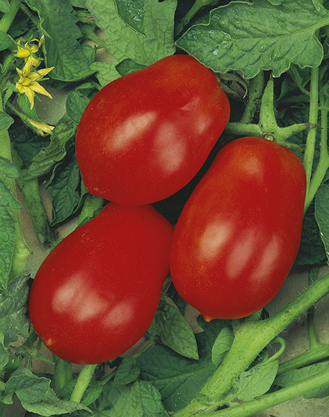 tomato roma vf seeds production