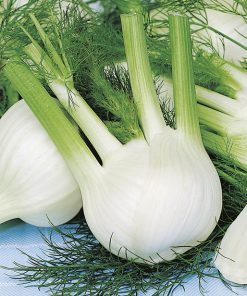 fennel romanesco (f) seeds production