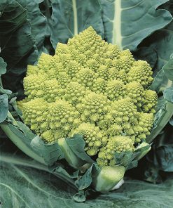 cauliflower romanesco natalino seeds production