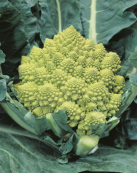 cauliflower romanesco natalino seeds production