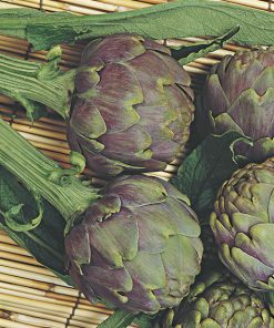 artichoke romanesco seeds production