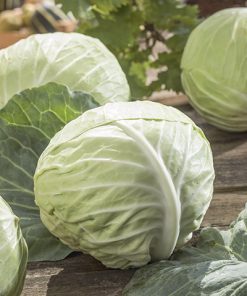 production of hybrid white cabbage seeds ROMEO F1