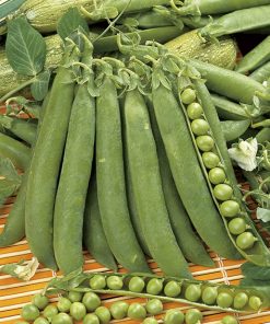 pea rondo sel. performer seeds production