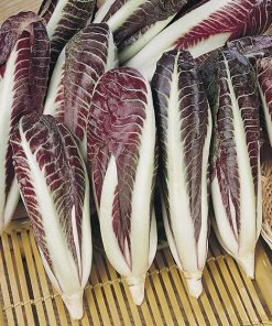 chicory rossa di treviso early seeds production