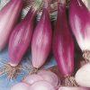 onion red rossa lunga di firenze seeds production