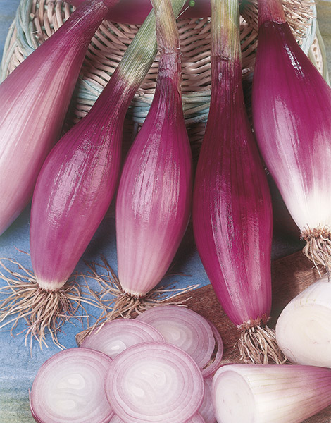 onion red rossa lunga di firenze seeds production