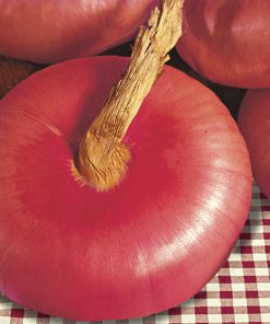 onion red rossa piatta d'italia seeds production