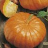 pumpkin rouge vif d'etampes seeds production