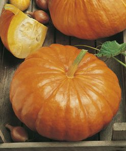 pumpkin rouge vif d'etampes seeds production