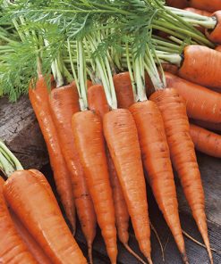 carrot royal chantenay 2 seeds production
