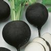 winter radish runder schwarzer winter seeds production
