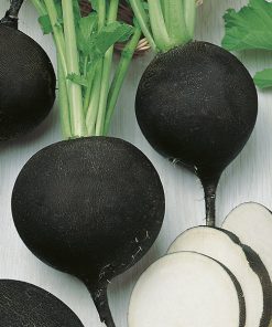 winter radish runder schwarzer winter seeds production