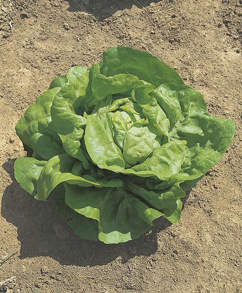 lettuce s. anna seeds production
