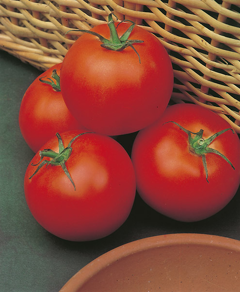 tomato s. pierre seeds production