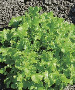 lettuce salad bowl seeds production