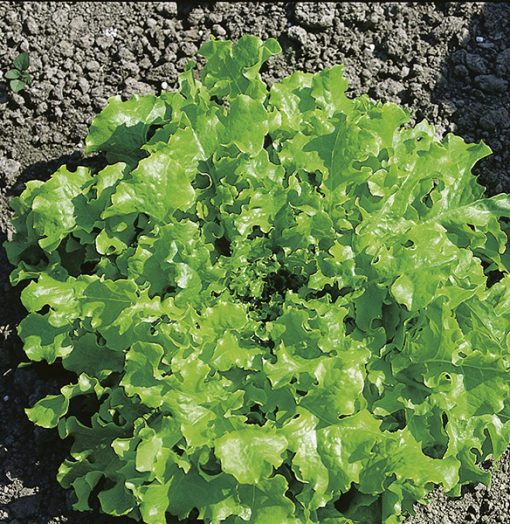 lettuce salad bowl seeds production