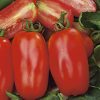 tomato san marzano long fruited seeds production
