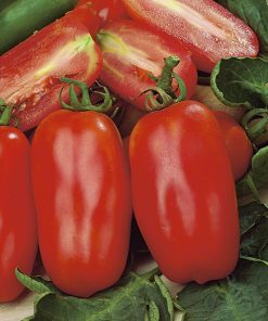 tomato san marzano long fruited seeds production