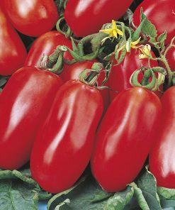 produzione semi pomodoro san marzano nano