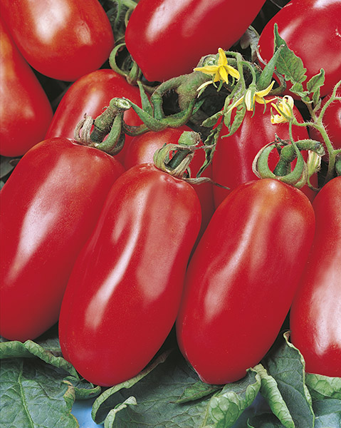 tomato san marzano nano seeds production