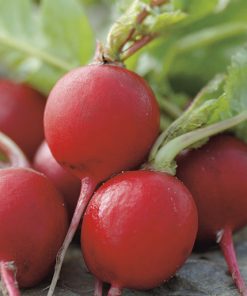 radish scarlet globe seeds production