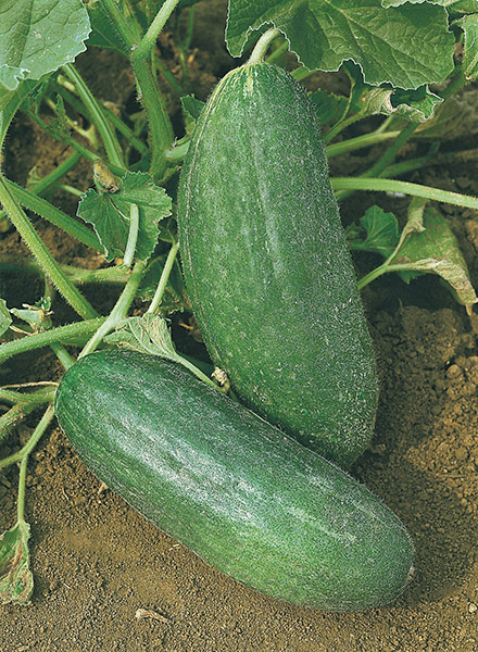 cucumbers from the south italy scopatizzo barese seeds production