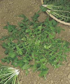 chicory selvatica da campo seeds production