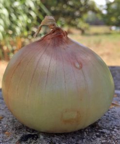 produzione semi cipolla a tunica gialla senshyu yellow